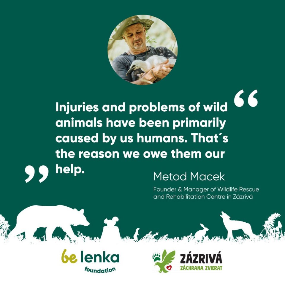 🐻 The fundraising campaign by Be Lenka Foundation for the Zazriva Wildlife Rescue & Rehabilitation Centre continues. 
🙏 We believe that together we can reach the most significant milestone of EUR 10,000, which will enable them to build an on-site vet clinic, saving more of these helpless creatures.
Be Lenka will soon donate EUR 3000 to the wildlife rescue centre as promised.
Thanks a lot for your generous support and for sharing info about this campaign with your friends and family. ❤️
.
.
.
.
.
.
.
.
.
.
#belenka #belenkabarefoot #fundraising #zazriva